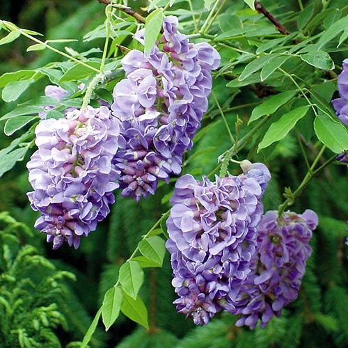 Wisteria 'Amethyst Falls' 5 Wisteria 'Amethyst Falls' - Image 5