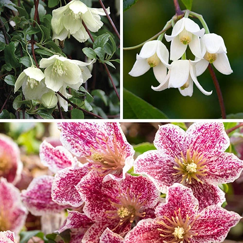 Clematis Evergreen Winter Collection 1 Clematis Evergreen Winter Collection