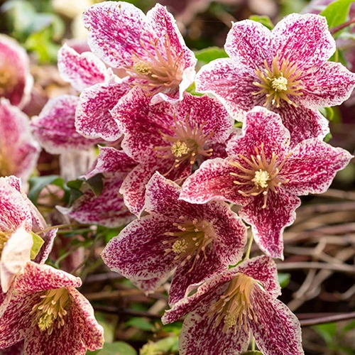 Clematis Evergreen Winter Collection 2 Clematis Evergreen Winter Collection - Image 2