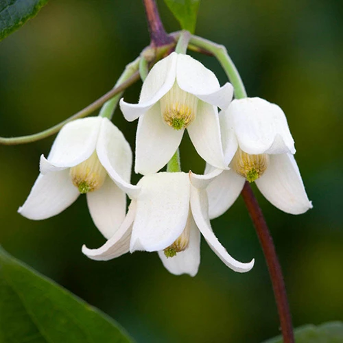 Clematis Evergreen Winter Collection 4 Clematis Evergreen Winter Collection - Image 4