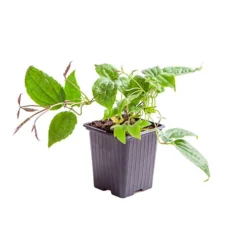 Clematis Evergreen Winter Collection 9 Clematis Evergreen Winter Collection -Verdant Vibes Zone 550304 4