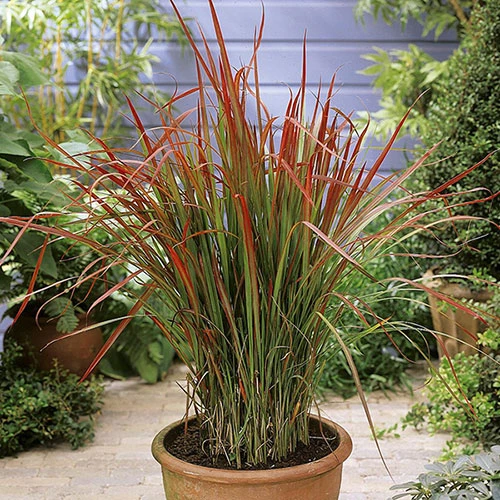 Imperata 'Red Baron' - Blood Grass 3 Imperata 'Red Baron' - Blood Grass - Image 3
