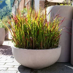 Imperata 'Red Baron' - Blood Grass 10 Imperata 'Red Baron' - Blood Grass -Verdant Vibes Zone 560017 3