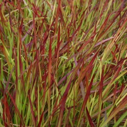 Imperata 'Red Baron' - Blood Grass 11 Imperata 'Red Baron' - Blood Grass -Verdant Vibes Zone 560017 4