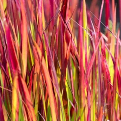 Imperata 'Red Baron' - Blood Grass 12 Imperata 'Red Baron' - Blood Grass -Verdant Vibes Zone 560017 5