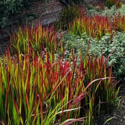 Imperata 'Red Baron' - Blood Grass 13 Imperata 'Red Baron' - Blood Grass -Verdant Vibes Zone 560017 6