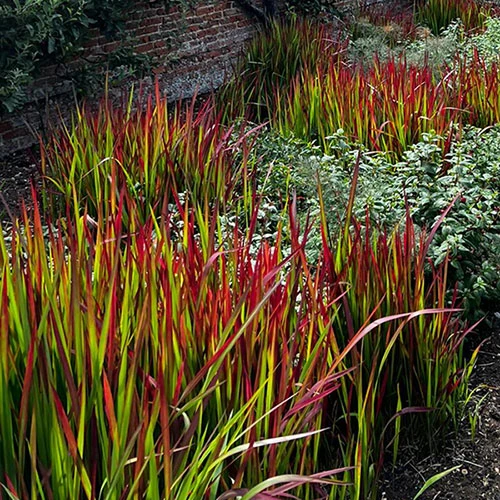 Imperata 'Red Baron' - Blood Grass 7 Imperata 'Red Baron' - Blood Grass - Image 7