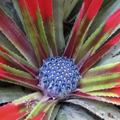 Bromeliad 'Fascicularia Bicolour' 12 Bromeliad 'Fascicularia Bicolour' -Verdant Vibes Zone 560100 4