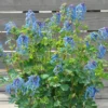 Corydalis 'Blue Heron' In 9cm Pot