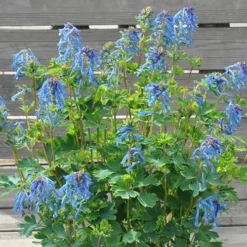 Corydalis 'Blue Heron' In 9cm Pot
