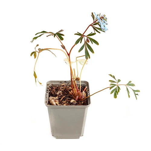 Corydalis 'Blue Heron' In 9cm Pot 2 Corydalis 'Blue Heron' In 9cm Pot - Image 2