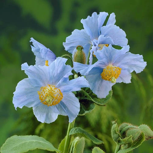 Blue Himalayan Poppy 2 Blue Himalayan Poppy - Image 2