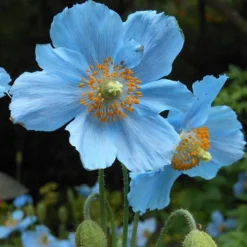 Blue Himalayan Poppy 6 Blue Himalayan Poppy -Verdant Vibes Zone 560486 2