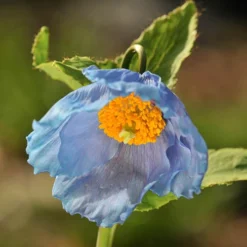 Blue Himalayan Poppy 7 Blue Himalayan Poppy -Verdant Vibes Zone 560486 3
