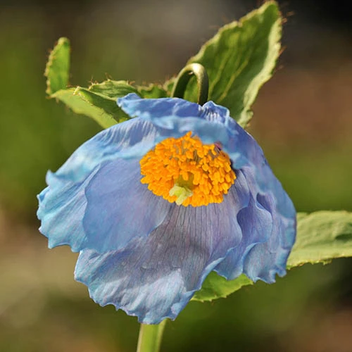 Blue Himalayan Poppy 4 Blue Himalayan Poppy - Image 4