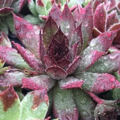 Ultimate 'Chick Charms' Sempervivums Collection 12 Ultimate 'Chick Charms' Sempervivums Collection -Verdant Vibes Zone 560537 3