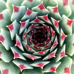 Ultimate 'Chick Charms' Sempervivums Collection 13 Ultimate 'Chick Charms' Sempervivums Collection -Verdant Vibes Zone 560537 4