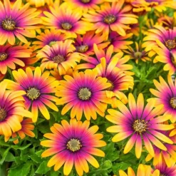 African Daisy Osteospermum 'Purple Sun'