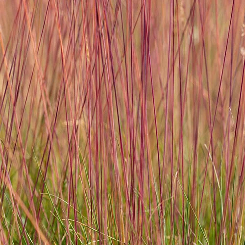 Festuca 'Sunrise' 2 Festuca 'Sunrise' - Image 2
