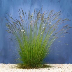 Festuca 'Sunrise' 11 Festuca 'Sunrise' -Verdant Vibes Zone 560942 2