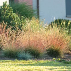 Festuca 'Sunrise' 13 Festuca 'Sunrise' -Verdant Vibes Zone 560942 4