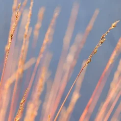 Festuca 'Sunrise' 14 Festuca 'Sunrise' -Verdant Vibes Zone 560942 5