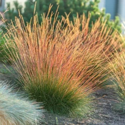 Festuca 'Sunrise' 15 Festuca 'Sunrise' -Verdant Vibes Zone 560942 6