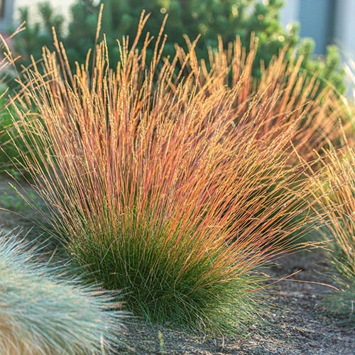 Festuca 'Sunrise' 7 Festuca 'Sunrise' - Image 7