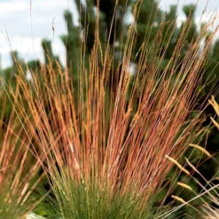 Festuca 'Sunrise' 16 Festuca 'Sunrise' -Verdant Vibes Zone 560942 7