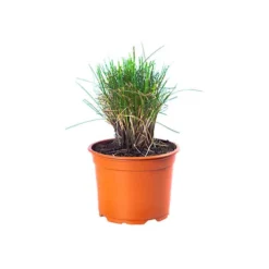 Festuca 'Sunrise' 17 Festuca 'Sunrise' -Verdant Vibes Zone 560942 8
