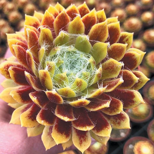 Sempervivum 'Lemon Flare' 1 Sempervivum 'Lemon Flare'