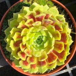 Sempervivum 'Lemon Flare' 6 Sempervivum 'Lemon Flare' -Verdant Vibes Zone 560989 2
