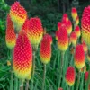 Kniphofia Flamenco 'Red Hot Poker'