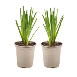 Kniphofia Flamenco 'Red Hot Poker' -Verdant Vibes Zone 560996 2