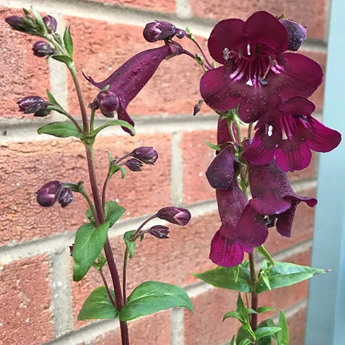 Penstemon Mix 3 Penstemon Mix - Image 3