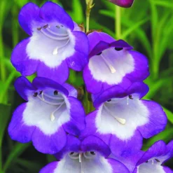 Penstemon Mix 7 Penstemon Mix -Verdant Vibes Zone 561030 3