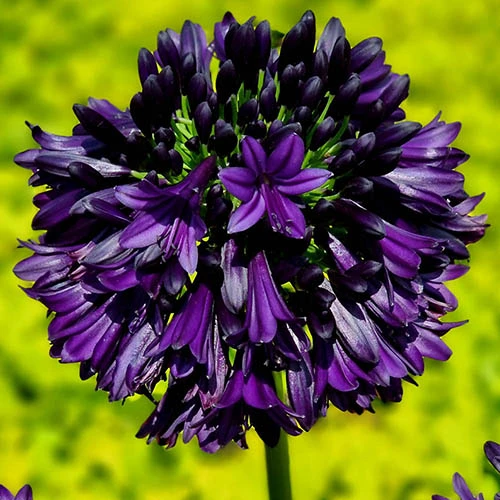 Agapanthus 'Black Jack' 4 Agapanthus 'Black Jack' - Image 4