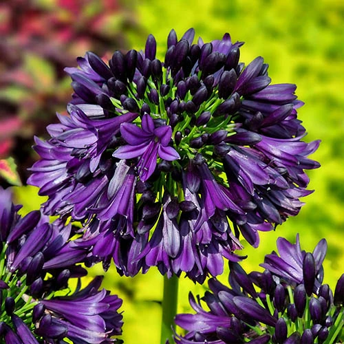 Agapanthus 'Black Jack' 5 Agapanthus 'Black Jack' - Image 5