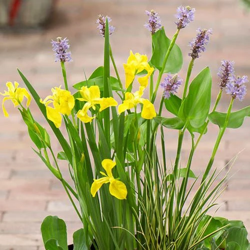 Complete Patio Pond Kit 2 Complete Patio Pond Kit - Image 2