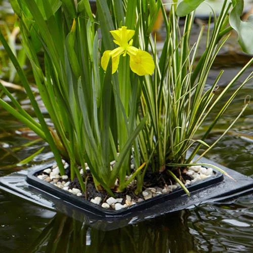 Floating Pond Plant Raft 2 Floating Pond Plant Raft - Image 2