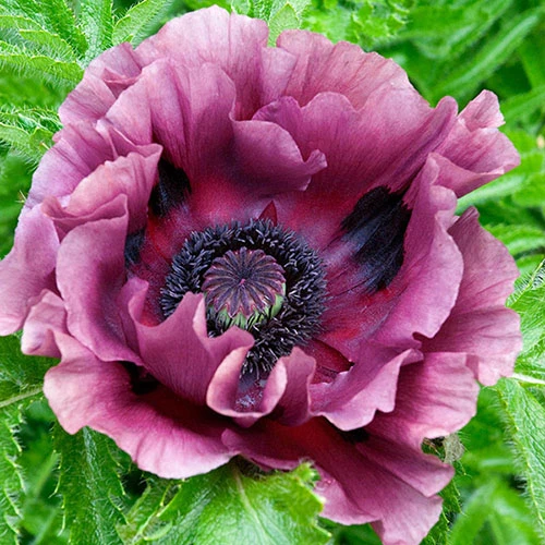 Papaver 'Patty's Plum' 1 Papaver 'Patty's Plum'