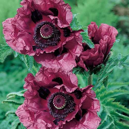 Papaver 'Patty's Plum' 3 Papaver 'Patty's Plum' - Image 3
