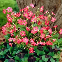 The Complete Summer Flowering Bulb Collection 13 The Complete Summer Flowering Bulb Collection -Verdant Vibes Zone 630130 6