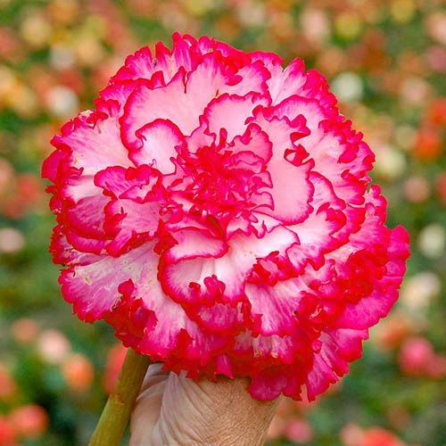 Belgian Giant Flowered Upright Begonias 2 Belgian Giant Flowered Upright Begonias - Image 2