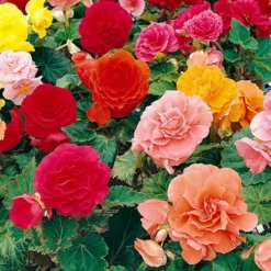 Belgian Giant Flowered Upright Begonias 7 Belgian Giant Flowered Upright Begonias -Verdant Vibes Zone 630192 2