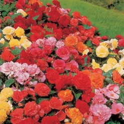 Belgian Giant Flowered Upright Begonias 8 Belgian Giant Flowered Upright Begonias -Verdant Vibes Zone 630192 3