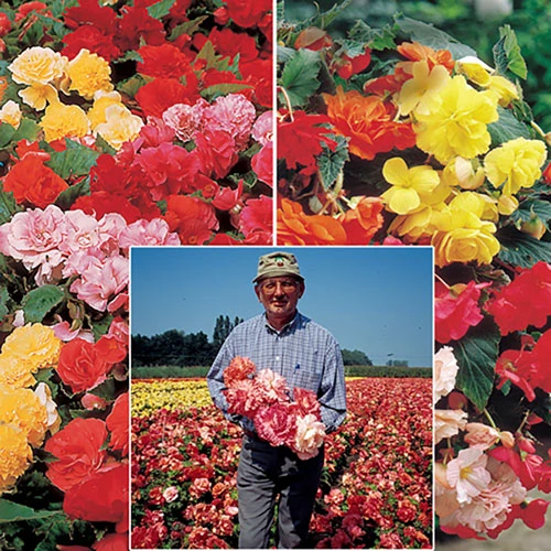 Belgian Giant Begonias - 10 Upright And 10 Trailers 1 Belgian Giant Begonias - 10 Upright And 10 Trailers