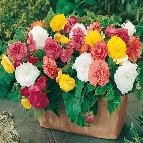 Belgian Giant Begonias - 10 Upright And 10 Trailers 2 Belgian Giant Begonias - 10 Upright And 10 Trailers - Image 2