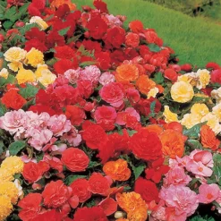 Belgian Giant Begonias - 10 Upright And 10 Trailers 12 Belgian Giant Begonias - 10 Upright And 10 Trailers -Verdant Vibes Zone 630194 3