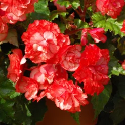 Belgian Giant Begonias - 10 Upright And 10 Trailers 14 Belgian Giant Begonias - 10 Upright And 10 Trailers -Verdant Vibes Zone 630194 5